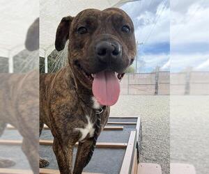 American Pit Bull Terrier-Unknown Mix Dogs for adoption in Palmetto, FL, USA