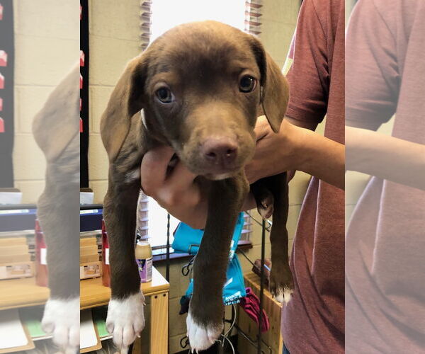 Medium Photo #3 American Pit Bull Terrier-Labrador Retriever Mix Puppy For Sale in Amarillo, TX, USA