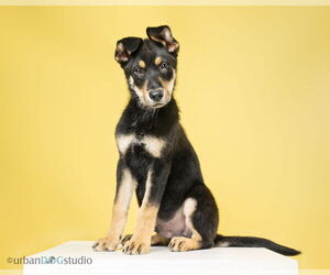 German Shepherd Dog-Unknown Mix Dogs for adoption in Tampa, FL, USA