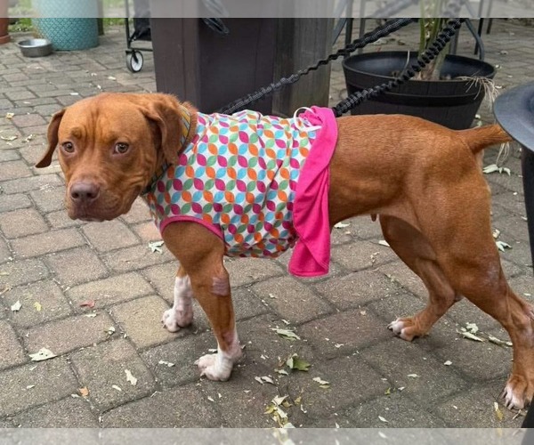 Medium Photo #4 American Pit Bull Terrier-Unknown Mix Puppy For Sale in Germantown, OH, USA