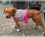 Small Photo #4 American Pit Bull Terrier-Unknown Mix Puppy For Sale in Germantown, OH, USA