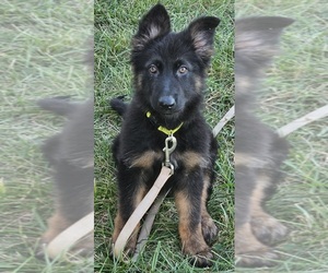 German Shepherd Dog Puppy for sale in EOLIA, MO, USA