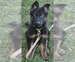 Shadow - Female German Shepherd Dog Puppy for Sale - Small photo