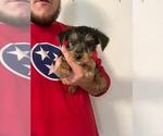 Small Photo #3 Yorkshire Terrier Puppy For Sale in MCMINNVILLE, TN, USA
