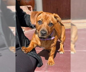 Doxle Dogs for adoption in Ventura, CA, USA