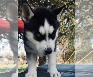Siberian Husky Puppy for sale in SMITHS GROVE, KY, USA