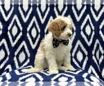 Small Photo #3 Cavapoo Puppy For Sale in LAKELAND, FL, USA