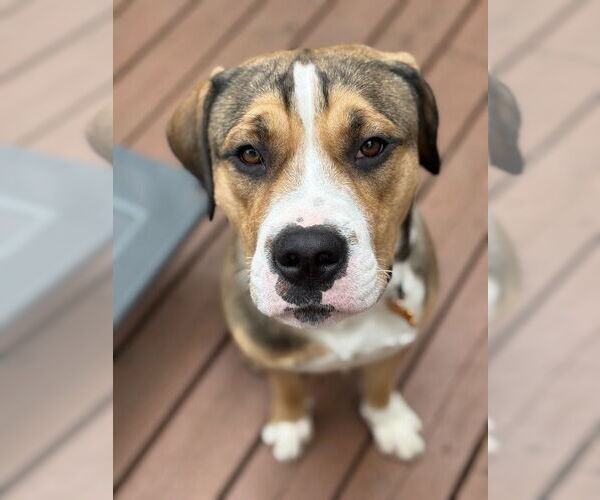 Medium Photo #1 American Pit Bull Terrier Puppy For Sale in Minneapolis, MN, USA