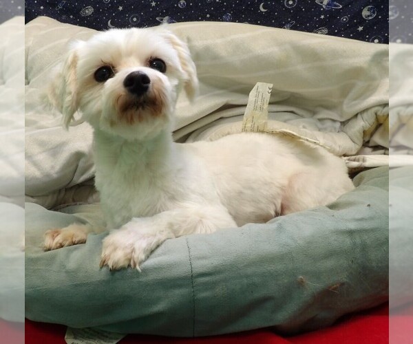Medium Photo #10 Maltese Puppy For Sale in PATERSON, NJ, USA