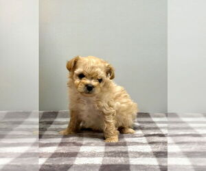 Poodle (Miniature)-Unknown Mix Dogs for adoption in Banning, CA, USA
