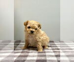 Small Poodle (Miniature) Mix