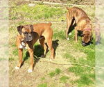 Small #1 Boxer