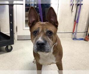 Mutt Dogs for adoption in Riverside, CA, USA