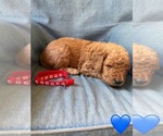 Small #2 Goldendoodle (Miniature)