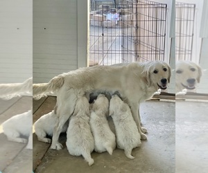 Mother of the Golden Retriever puppies born on 02/08/2022