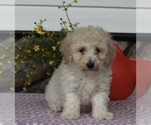 Poodle (Miniature) Puppy for sale in FREDERICKSBURG, OH, USA