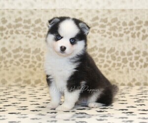 Pomsky Puppy for sale in DENVER, PA, USA
