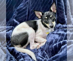 Rat Terrier Dogs for adoption in Atlanta, GA, USA