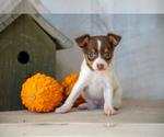 Puppy Zane Fox Terrier (Toy)