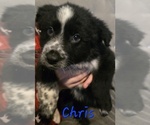 Puppy Chris Border-Aussie