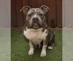 Small #1 Bulldog Mix