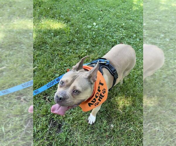 Medium Photo #1 Mutt Puppy For Sale in Tenafly, NJ, USA