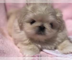 Pekingese Puppy for sale in MESQUITE, TX, USA