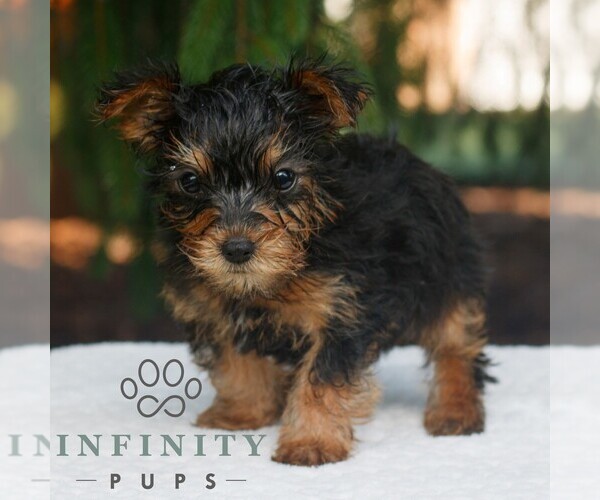 Medium Photo #1 Yorkshire Terrier Puppy For Sale in KINZERS, PA, USA
