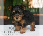 Small Yorkshire Terrier