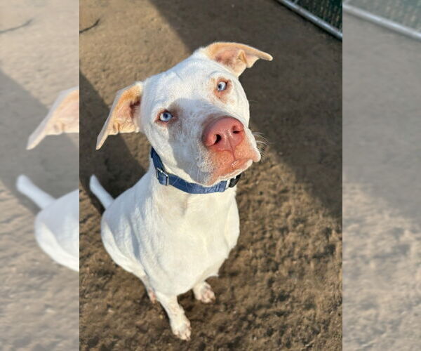 Medium Photo #6 Labrador Retriever-Unknown Mix Puppy For Sale in Brewster, NY, USA