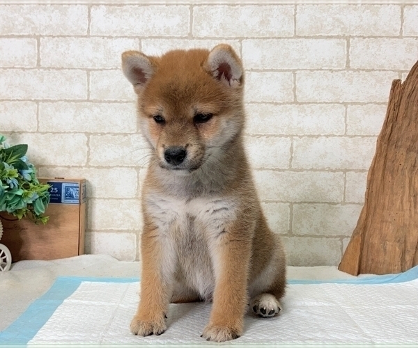 Medium Photo #3 Shiba Inu Puppy For Sale in SEATTLE, WA, USA