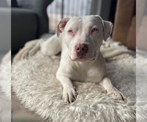 American Pit Bull Terrier Dogs for adoption in St. Louis Park, MN, USA
