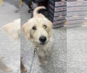 Labrador Retriever-Unknown Mix Dogs for adoption in Bemidji, MN, USA