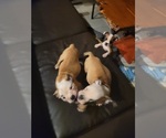 Small Photo #7 Bulldog Puppy For Sale in GIBSONIA, PA, USA