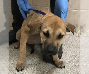 Labrador Retriever Dogs for adoption in Conroe, TX, USA