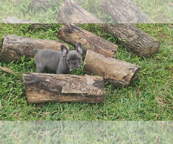 Medium Photo #10 French Bulldog Puppy For Sale in CAPE CORAL, FL, USA