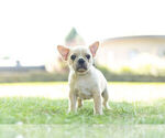Small Photo #4 French Bulldog Puppy For Sale in WARSAW, IN, USA