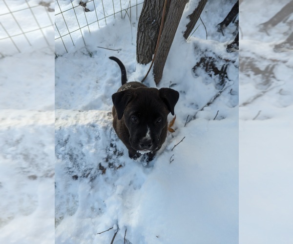 Medium Photo #3 Cane Corso-Northern Inuit Dog Mix Puppy For Sale in FORT COLLINS, CO, USA