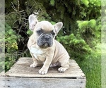 Small #4 French Bulldog