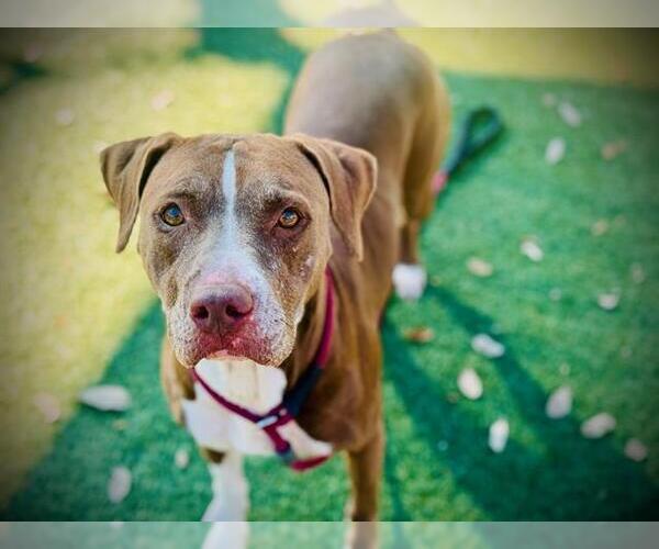 Medium Photo #2 Mutt Puppy For Sale in Orlando, FL, USA