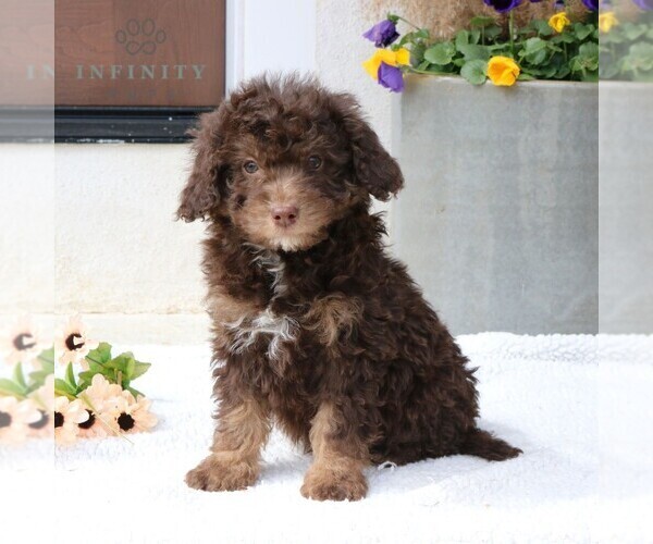 Medium Photo #1 Bernedoodle Puppy For Sale in NARVON, PA, USA