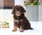 Small Photo #1 Bernedoodle Puppy For Sale in NARVON, PA, USA