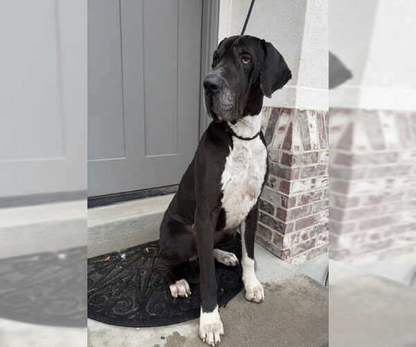 Medium Photo #12 Great Dane Puppy For Sale in Sandy, UT, USA