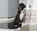 Small #11 Great Dane