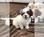 Puppy Puppy 1 Maltipoo