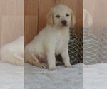 Small Photo #2 Labradoodle Puppy For Sale in ITASCA, TX, USA
