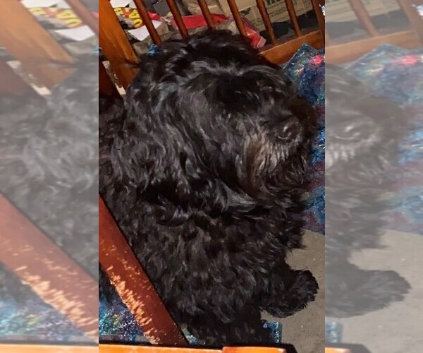 Medium Photo #1 Portuguese Water Dog Puppy For Sale in CURRITUCK, NC, USA