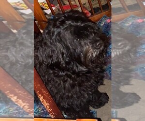 Father of the Portuguese Water Dog puppies born on 03/11/2022