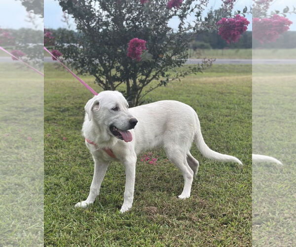 Medium Photo #7 Labrenees Puppy For Sale in Scottsboro, AL, USA