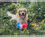 Small #1 Golden Retriever